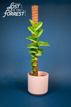 Load image into Gallery viewer, Stackable Coir Pole: 16"