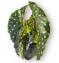 Load image into Gallery viewer, Begonia Maculata 4”