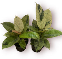 Load image into Gallery viewer, Ficus Shivereana 4”