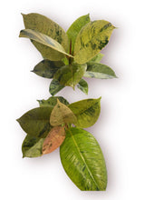 Load image into Gallery viewer, Ficus Shivereana 4”