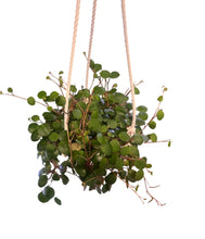 Load image into Gallery viewer, Peperomia Ruby Cascade 4.5"