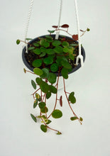 Load image into Gallery viewer, Peperomia Ruby Cascade 4.5"