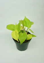 Load image into Gallery viewer, Philodendron Lemon Lime