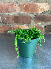 Load image into Gallery viewer, String of Pearls 3"