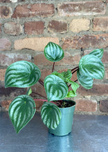 Load image into Gallery viewer, Watermelon Peperomia 4"