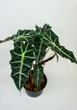 Load image into Gallery viewer, Alocasia Polly 6"