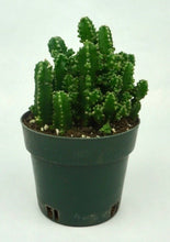 Load image into Gallery viewer, Fairy Castle Cactus