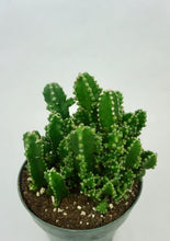 Load image into Gallery viewer, Fairy Castle Cactus
