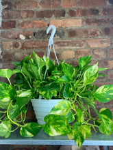 Load image into Gallery viewer, Golden Pothos 8”