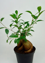 Load image into Gallery viewer, Ficus GInseng