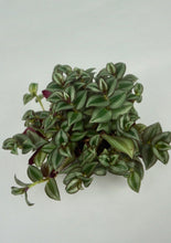Load image into Gallery viewer, Tradescantia Zebrina