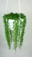 Load image into Gallery viewer, String of Pearls 6"