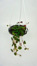 Load image into Gallery viewer, Peperomia Ruby Cascade 4.5"