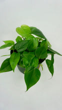 Load image into Gallery viewer, Heartleaf Philodendron 6"
