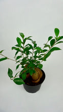 Load image into Gallery viewer, Ficus GInseng