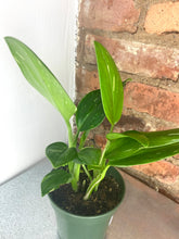 Load image into Gallery viewer, Monstera Standleyana Albo