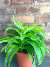 Load image into Gallery viewer, Dracaena Lemon Lime 6”