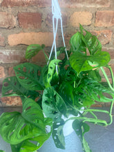 Load image into Gallery viewer, Monstera Adansonii 6”