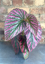 Load image into Gallery viewer, Begonia Exotica 4"