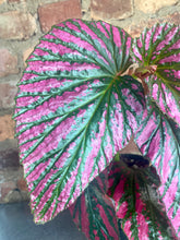 Load image into Gallery viewer, Begonia Exotica 4"