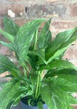 Load image into Gallery viewer, Domino Peace Lily 6”