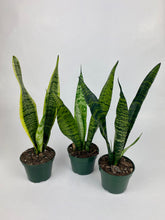 Load image into Gallery viewer, Snake Plant Laurentii 4"