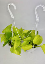 Load image into Gallery viewer, Neon Pothos 4"