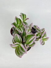 Load image into Gallery viewer, Tradescantia Nanouk 4"