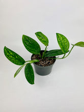 Load image into Gallery viewer, Monstera Peru 6"