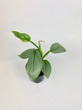 Load image into Gallery viewer, Philodendron Silver Sword