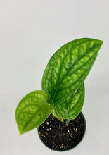 Load image into Gallery viewer, Monstera Peru 4"