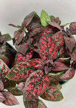 Load image into Gallery viewer, Red Polka Dot Plant