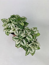 Load image into Gallery viewer, White Polka Dot Plant