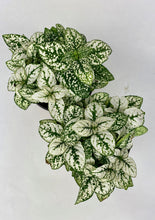 Load image into Gallery viewer, White Polka Dot Plant