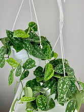 Load image into Gallery viewer, Scindapsus Pictus Argyraeus 6'' Hanging