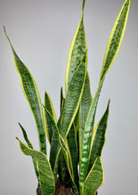 Load image into Gallery viewer, Snake Plant 6''