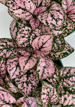 Load image into Gallery viewer, Pink Polka Dot Plant
