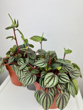 Load image into Gallery viewer, Peperomia Piccolo Banda