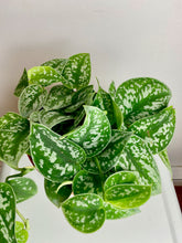 Load image into Gallery viewer, Scindapsus Pictus 6''