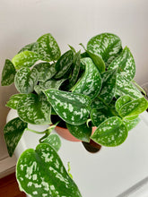 Load image into Gallery viewer, Scindapsus Pictus 6''