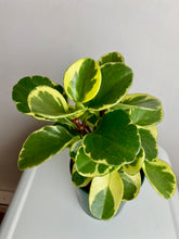 Load image into Gallery viewer, Peperomia Variegata 4"