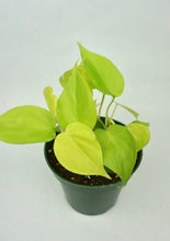 Load image into Gallery viewer, Philodendron Lemon Lime
