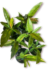 Load image into Gallery viewer, Philodendron Ring of Fire 4”