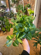 Load image into Gallery viewer, Philodendron Brasil 6”