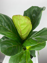 Load image into Gallery viewer, Fiddle Leaf Fig 6”