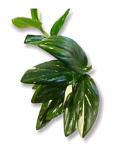 Load image into Gallery viewer, Monstera Standleyana Albo