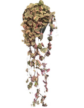 Load image into Gallery viewer, Variegated String of Hearts 3.5"
