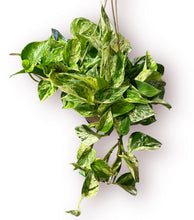 Load image into Gallery viewer, Marble Queen Pothos 8"
