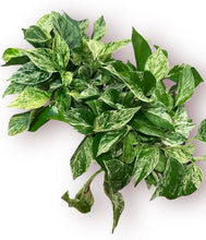 Load image into Gallery viewer, Marble Queen Pothos 6"
