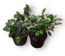 Load image into Gallery viewer, Ficus GInseng

